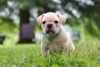 Watson, a male French Bulldog for sale in Millersburg, OH – Photo 10 of 10