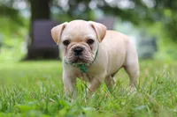 Watson, a male French Bulldog for sale in Millersburg, OH – Photo 5 of 10