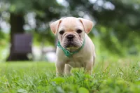 Watson, a male French Bulldog for sale in Millersburg, OH – Photo 8 of 10