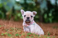 Sophie, a female French Bulldog for sale in Millersburg, OH – 9 of 10