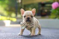 Kyra, a female French Bulldog for sale in Millersburg, OH – 9 of 10