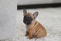 Sadie, a female French Bulldog for sale in Millersburg, OH – Photo 6 of 7