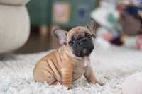 Sadie, a female French Bulldog for sale in Millersburg, OH – Photo 7 of 7