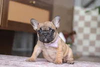 Sadie, a female French Bulldog for sale in Millersburg, OH – Photo 5 of 7
