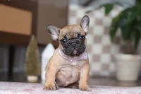 Sadie, a female French Bulldog for sale in Millersburg, OH – Photo 3 of 7