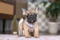 Sadie, a female French Bulldog for sale in Millersburg, OH – Photo 1 of 7