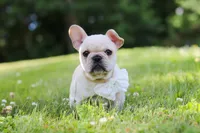 Allie, a female French Bulldog for sale in Millersburg, OH – 2 of 10