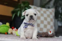 River , a male French Bulldog for sale in Millersburg, OH – Photo 1 of 7