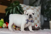 River , a male French Bulldog for sale in Millersburg, OH – Photo 2 of 7