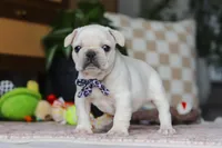 River , a male French Bulldog for sale in Millersburg, OH – Photo 3 of 7