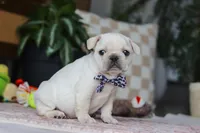 River , a male French Bulldog for sale in Millersburg, OH – Photo 5 of 7