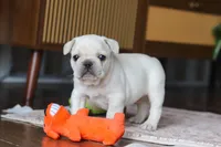 River , a male French Bulldog for sale in Millersburg, OH – Photo 7 of 7