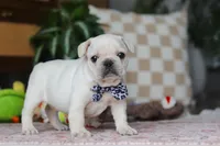 River , a male French Bulldog for sale in Millersburg, OH – Photo 4 of 7