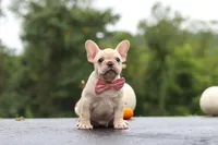 Shiloh, a female French Bulldog for sale in Millersburg, OH – 8 of 10
