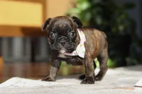 Shiloh, a female French Bulldog for sale in Millersburg, OH – Photo 8 of 10