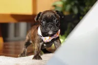 Shiloh, a female French Bulldog for sale in Millersburg, OH – Photo 4 of 10