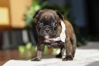 Shiloh, a female French Bulldog for sale in Millersburg, OH – Photo 10 of 10