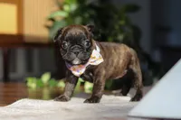 Shiloh, a female French Bulldog for sale in Millersburg, OH – Photo 6 of 10