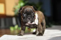 Shiloh, a female French Bulldog for sale in Millersburg, OH – Photo 9 of 10