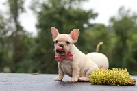 Shiloh, a female French Bulldog for sale in Millersburg, OH – 3 of 10