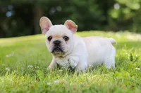 Allie, a female French Bulldog for sale in Millersburg, OH – 6 of 10