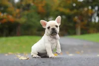Aspen, a female French Bulldog for sale in Millersburg, OH – 3 of 8
