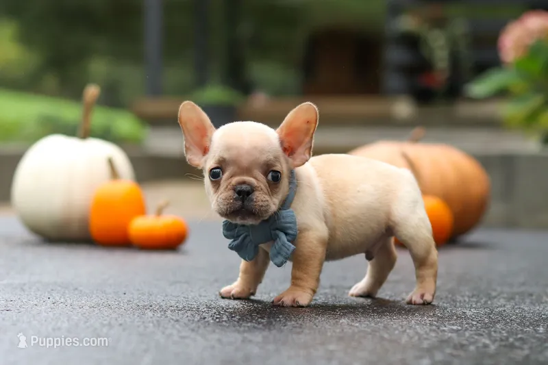 Alex – French Bulldog puppy for sale in Millersburg, OH