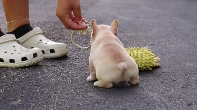 Kyra, a female French Bulldog for sale in Millersburg, OH – 10 of 10