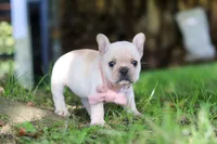 Delilah, a female French Bulldog for sale in Millersburg, OH – 3 of 7