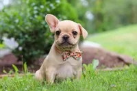 Lacey, a female French Bulldog for sale in Millersburg, OH – Photo 1 of 5