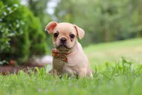 Lacey, a female French Bulldog for sale in Millersburg, OH – Photo 2 of 5