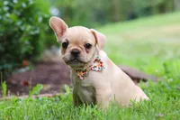 Lacey, a female French Bulldog for sale in Millersburg, OH – Photo 5 of 5