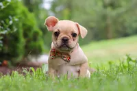 Lacey, a female French Bulldog for sale in Millersburg, OH – Photo 3 of 5