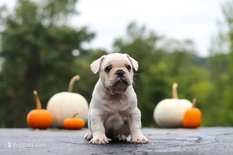 Sampson – French Bulldog puppy for sale in Millersburg, OH