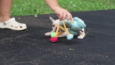 Koby, a male French Bulldog for sale in Millersburg, OH – 10 of 10