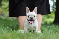 Allie, a female French Bulldog for sale in Millersburg, OH – 3 of 9