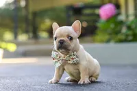 Kyra, a female French Bulldog for sale in Millersburg, OH – 2 of 10