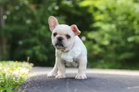 Allie, a female French Bulldog for sale in Millersburg, OH – 7 of 10