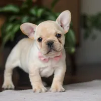 Hazel, a female French Bulldog for sale in Millersburg, OH – Photo 3 of 9