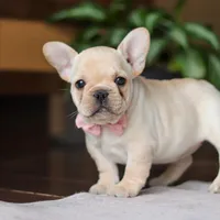 Hazel, a female French Bulldog for sale in Millersburg, OH – Photo 6 of 9