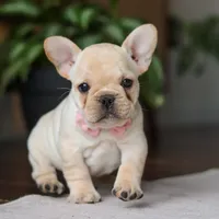 Hazel, a female French Bulldog for sale in Millersburg, OH – Photo 5 of 9