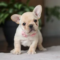 Hazel, a female French Bulldog for sale in Millersburg, OH – Photo 1 of 9