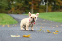 Allie, a female French Bulldog for sale in Millersburg, OH – 4 of 8