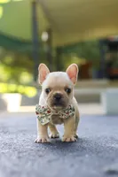 Kyra, a female French Bulldog for sale in Millersburg, OH – 6 of 10