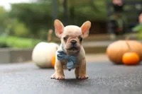 Alex, a male French Bulldog for sale in Millersburg, OH – 4 of 5