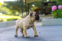 Callie, a female French Bulldog for sale in Millersburg, OH – 9 of 10