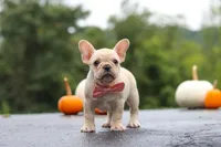 Shiloh, a female French Bulldog for sale in Millersburg, OH – 2 of 10