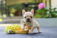 Kyra, a female French Bulldog for sale in Millersburg, OH – 8 of 10