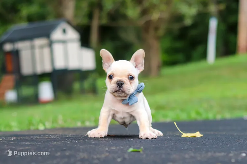 Koby – French Bulldog puppy for sale in Millersburg, OH