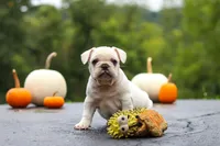 Sampson, a male French Bulldog for sale in Millersburg, OH – 8 of 9
